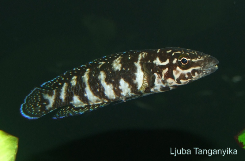 Julidochromis sp. 'kombe' Kombe